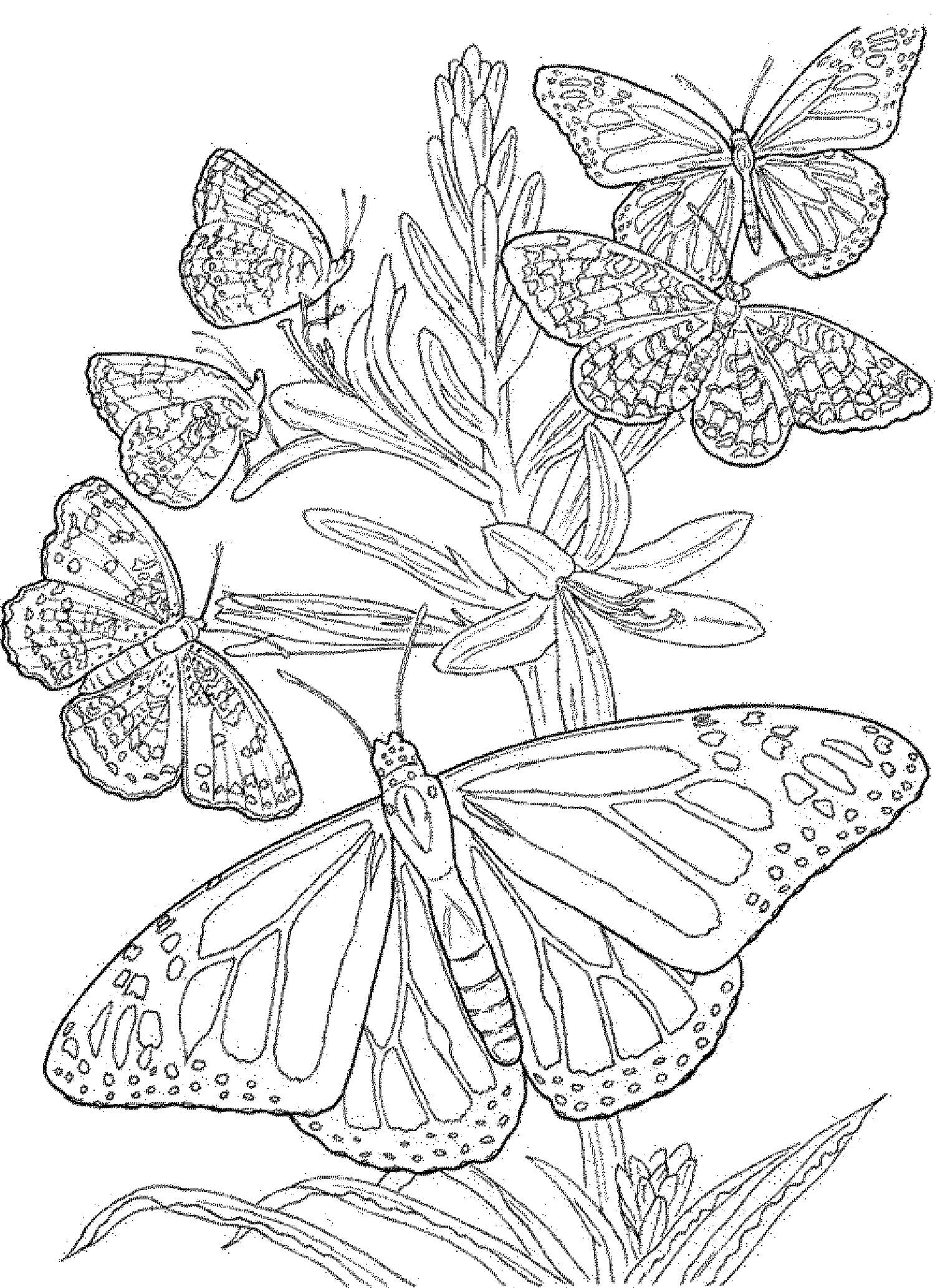 Mandala Butterflies Coloring Page Mandalas