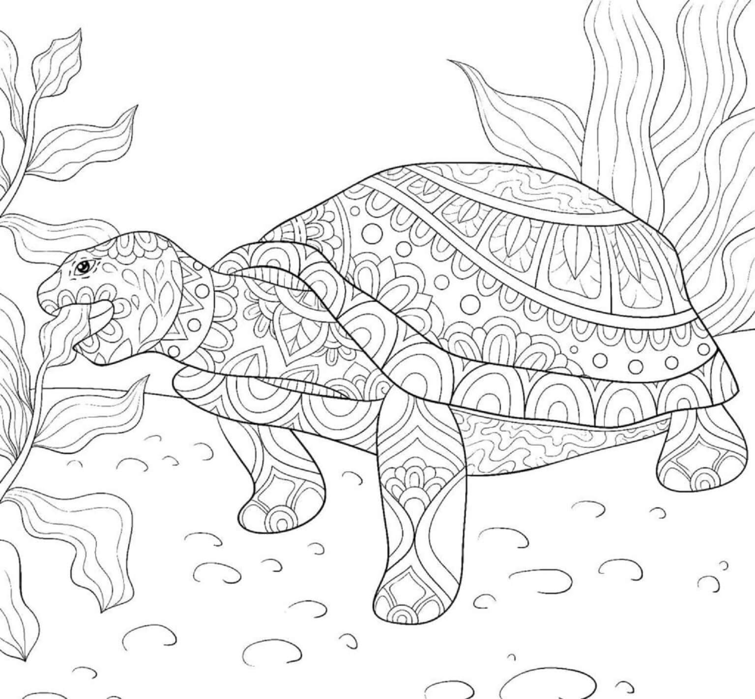 Mandala Turtle Eating Coloring Page Mandalas