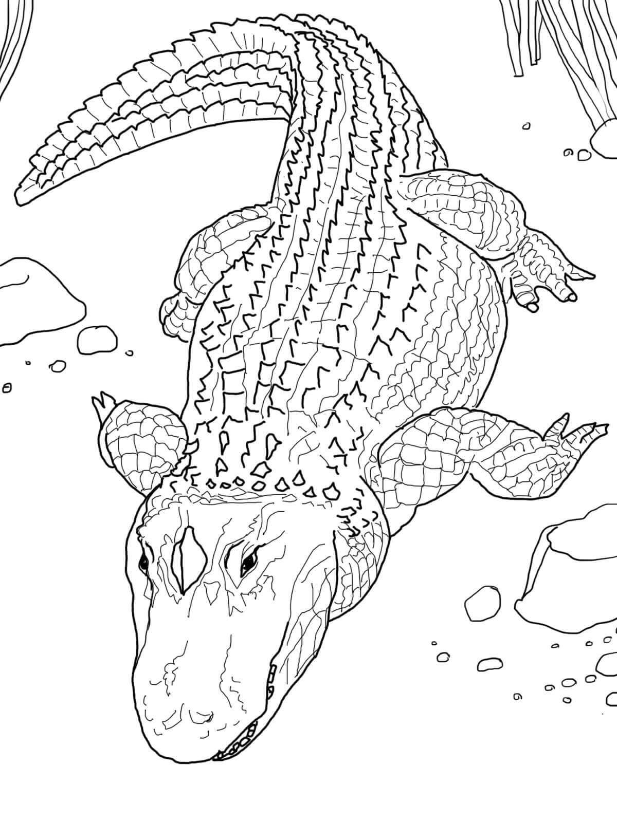 Mandala Crocodile Coloring Page – Sheet 2 Mandala