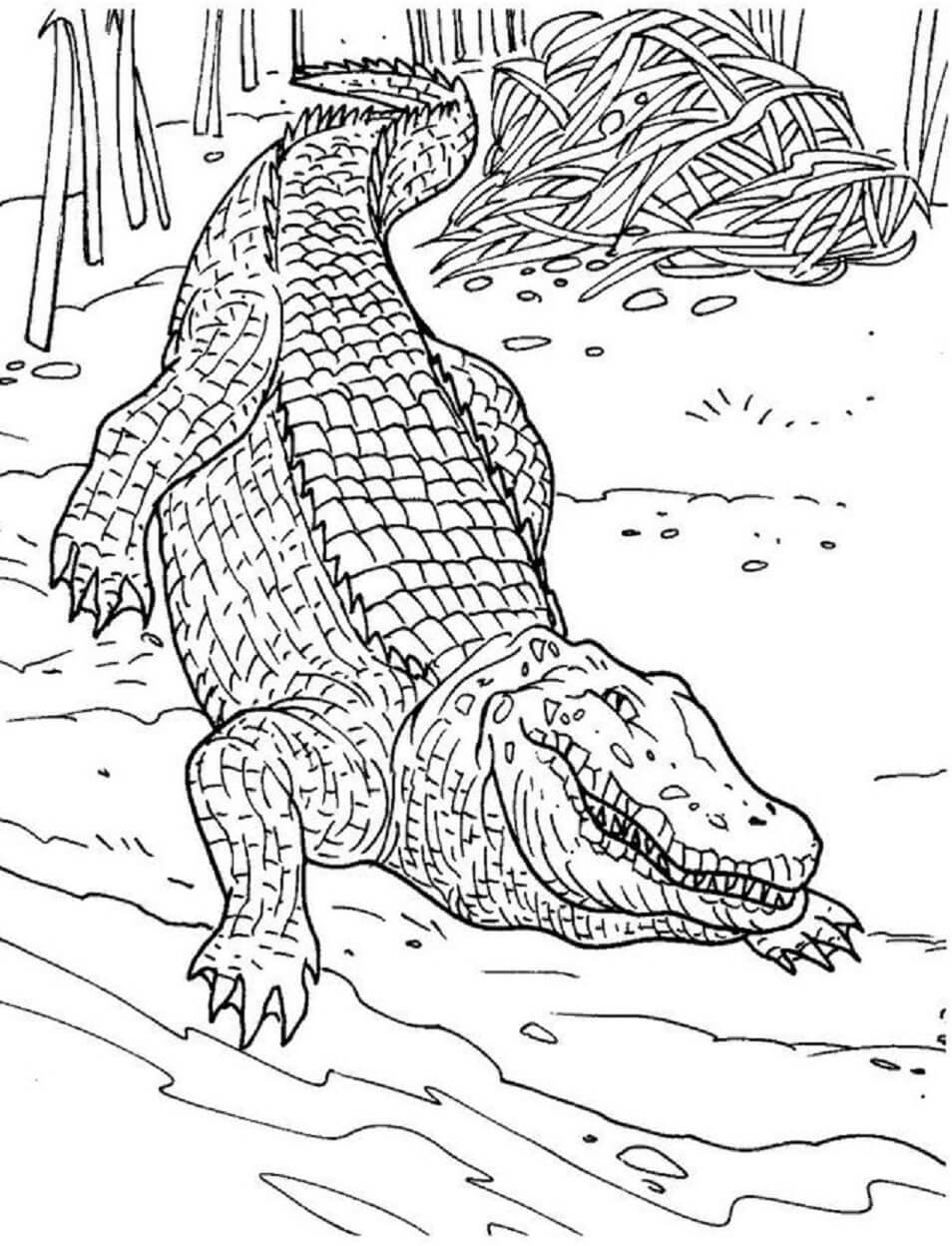 Mandala Crocodile Coloring Pages Mandalas
