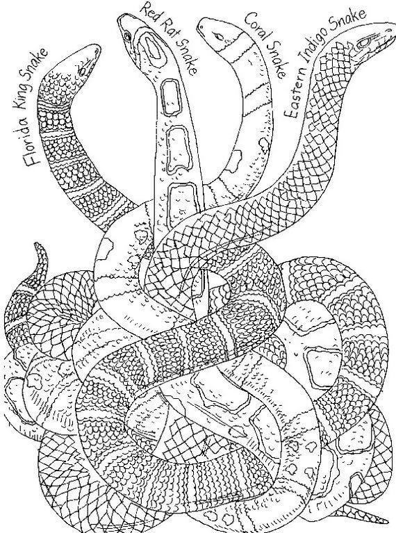 Mandala Chinese New Year Snake Coloring Page Mandalas