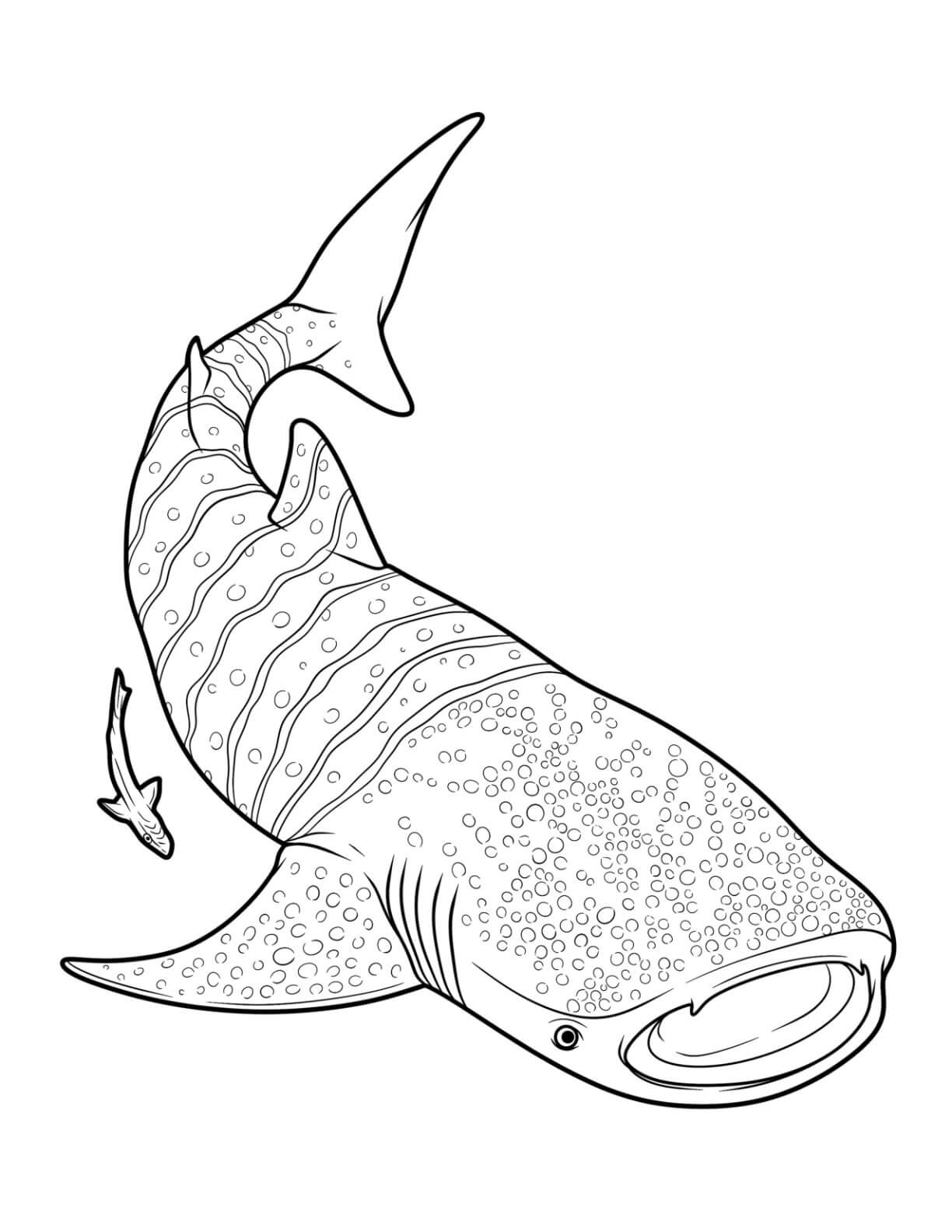 Mandala Shark Coloring Page - Sheet 4 Mandalas